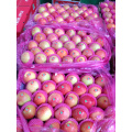 hot sale royal gala apple wholesale China gala apple fruit for export